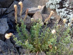 Glumicalyx montanus many stems